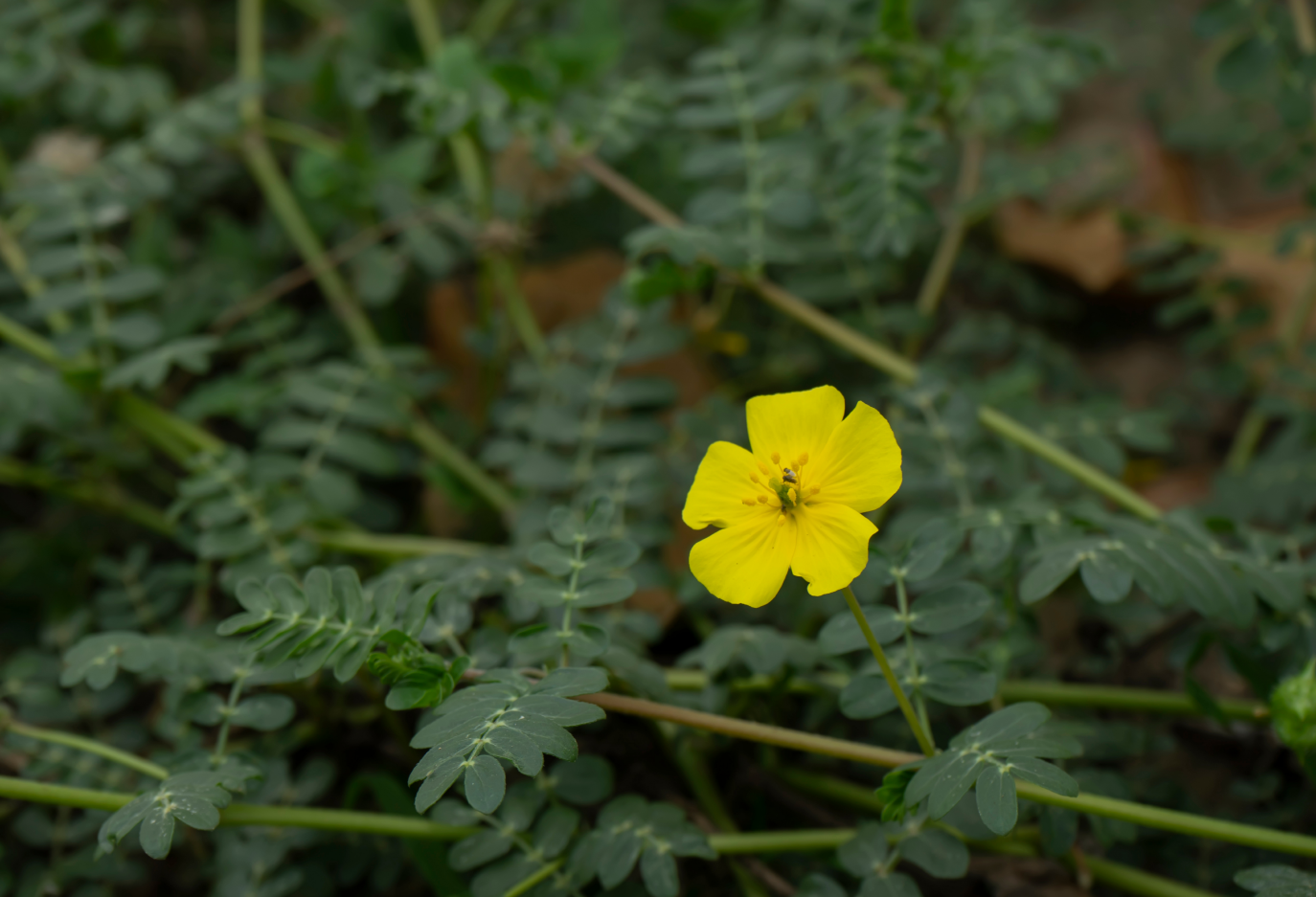 žltý kvet rastliny Tribulus terrestris