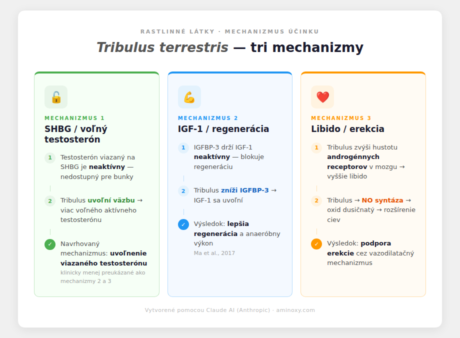 mechanizmy účinkov Tribulus terrestris