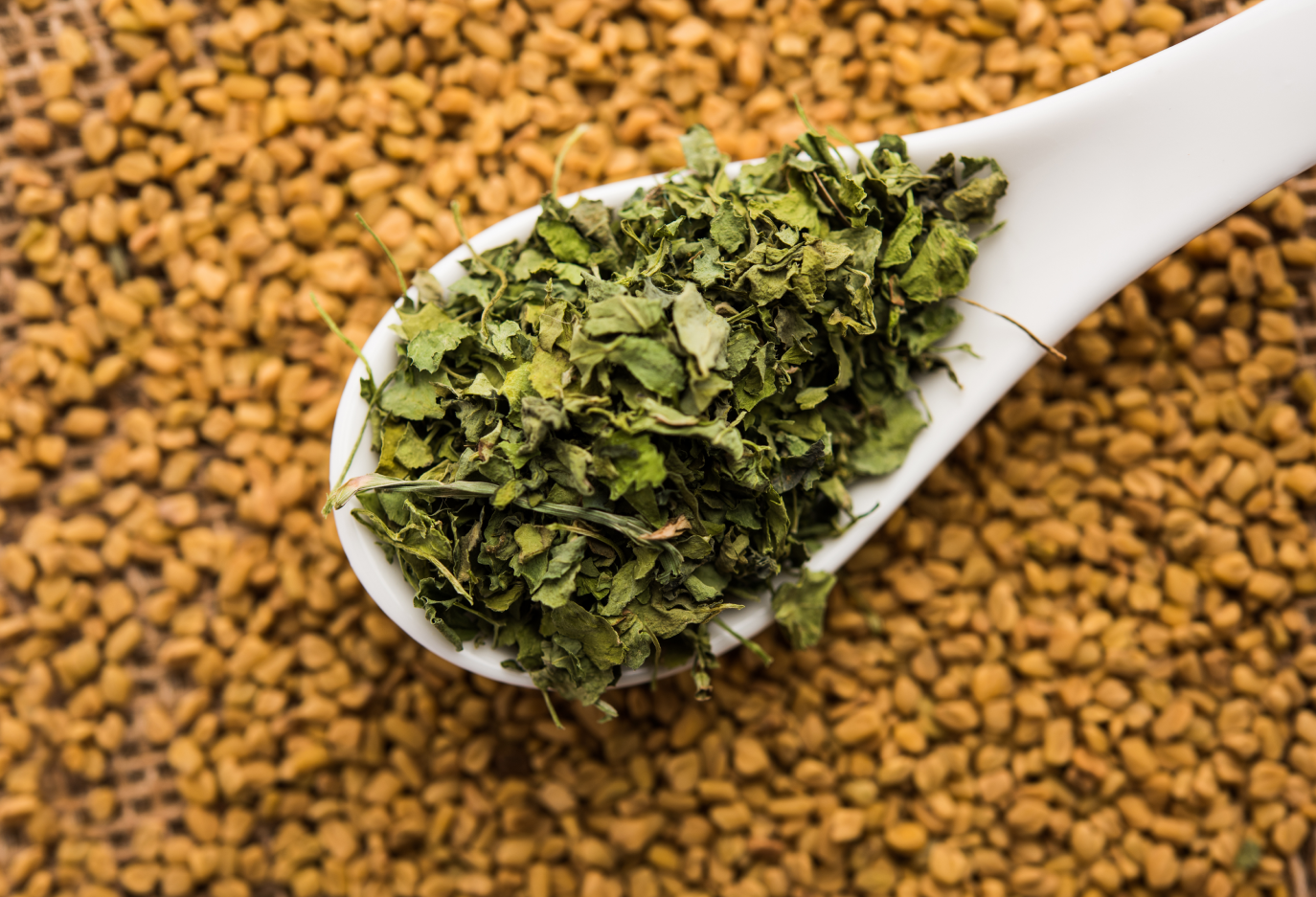 Senovka grécka (Fenugreek)