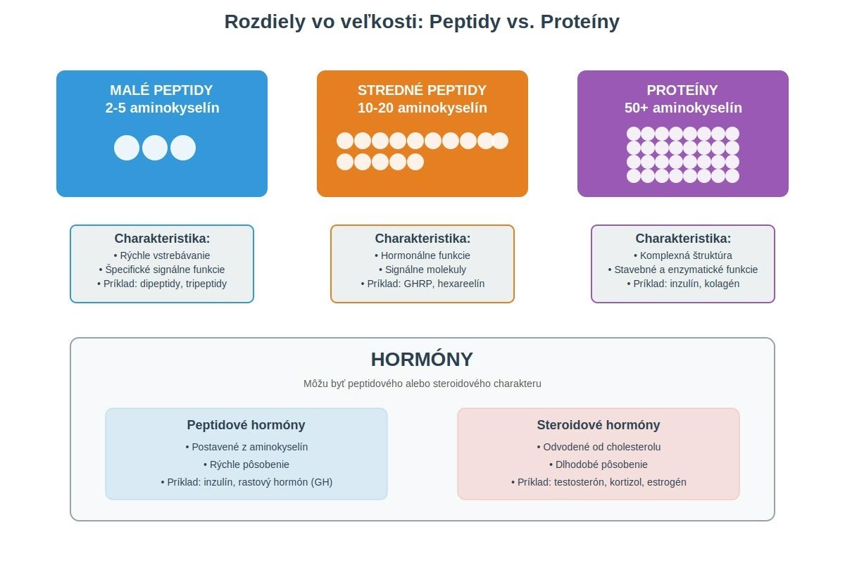 Infografika zobrazujúca rozdiely vo veľkosti peptidov (2-5 aminokyselín), stredných peptidov (15 aminokyselín) a proteínov (50+ aminokyselín)