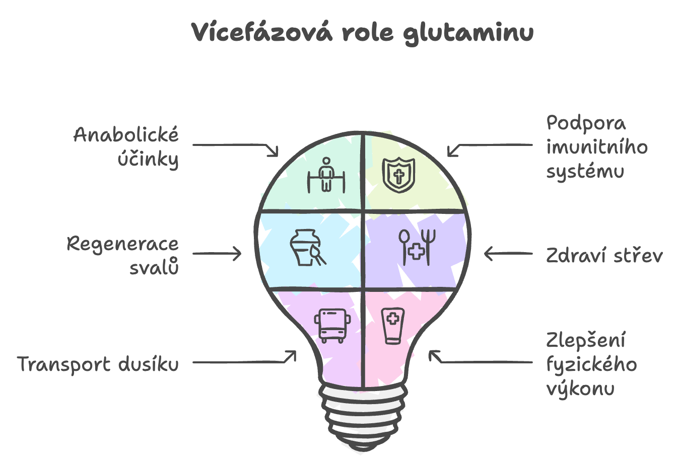 Infografika - Viacfázová rola glutamínu