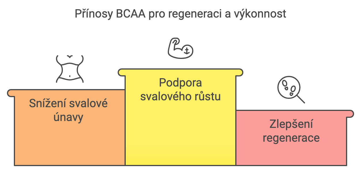 Přínosy BCAA pro regeneraci a výkonnost