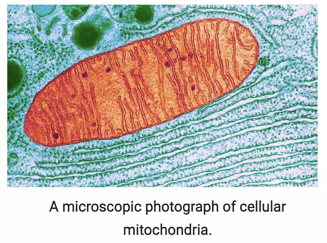 Mikroskopická fotografia bunkových mitochondrií.