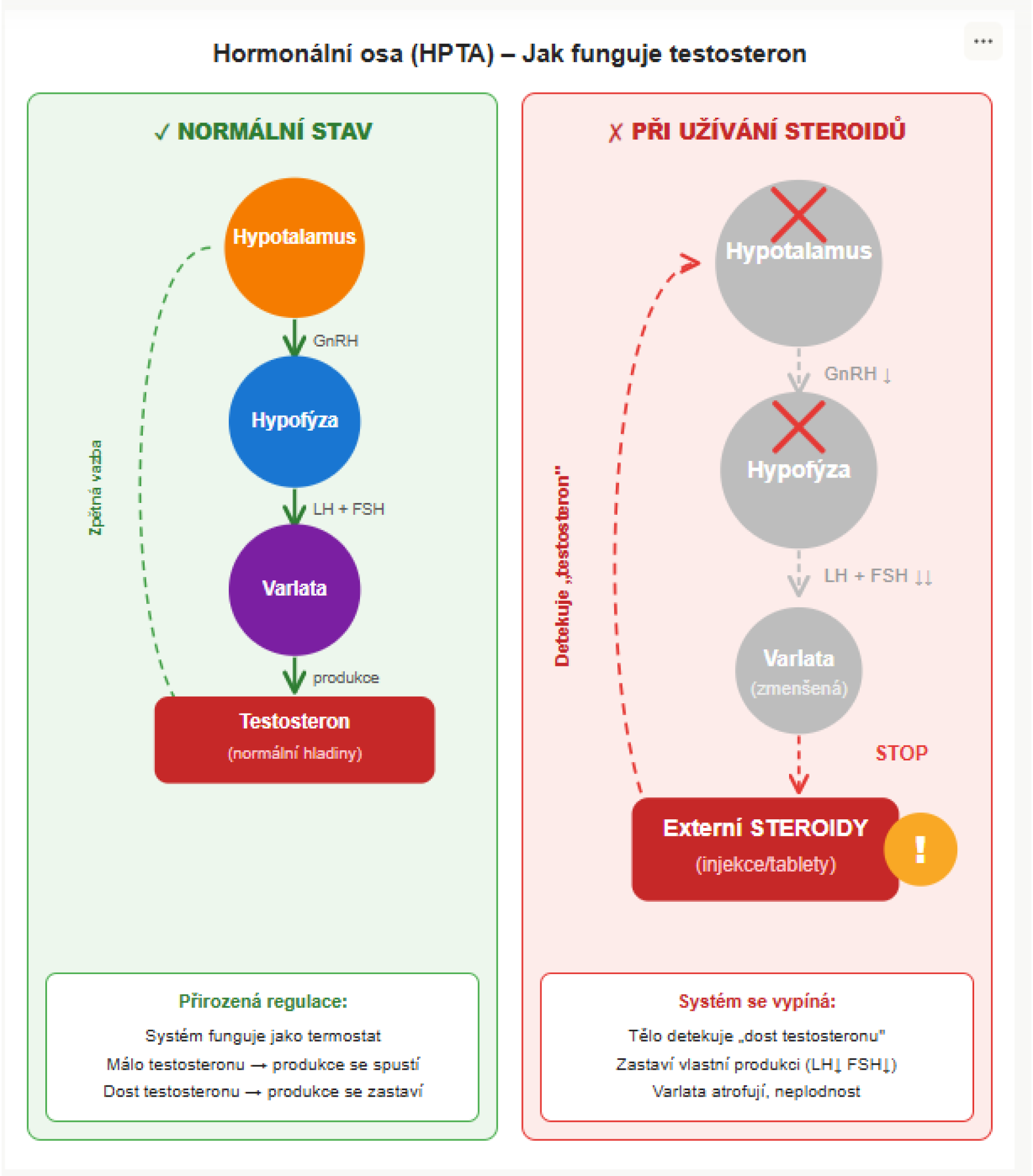 Diagram znázorňující, jak anabolické steroidy narušují přirozenou produkci testosteronu v hypotalamo-hypofýzo-testikulární ose