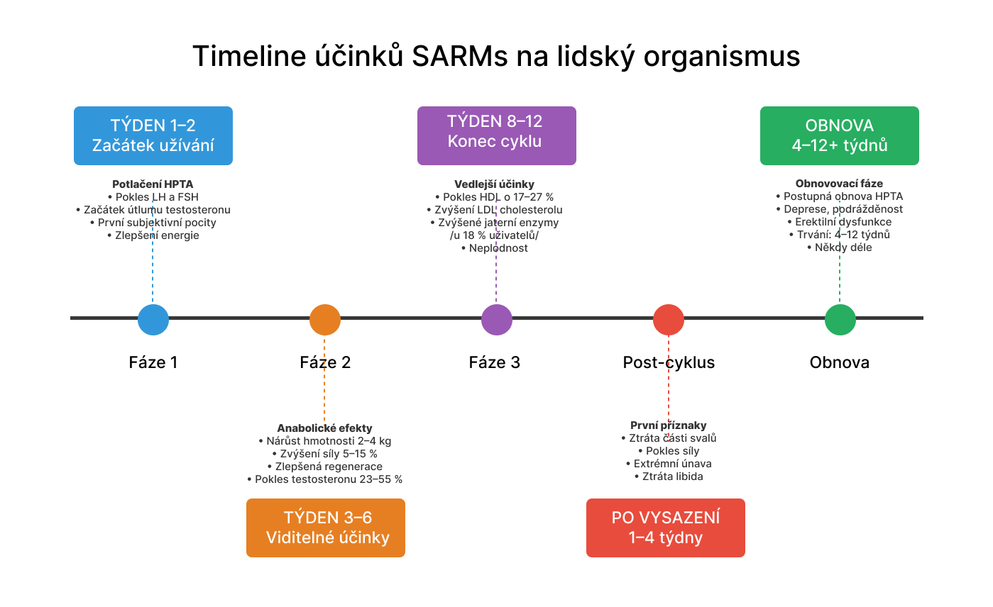 Časová osa účinků SARMs od začátku užívání po obnovu