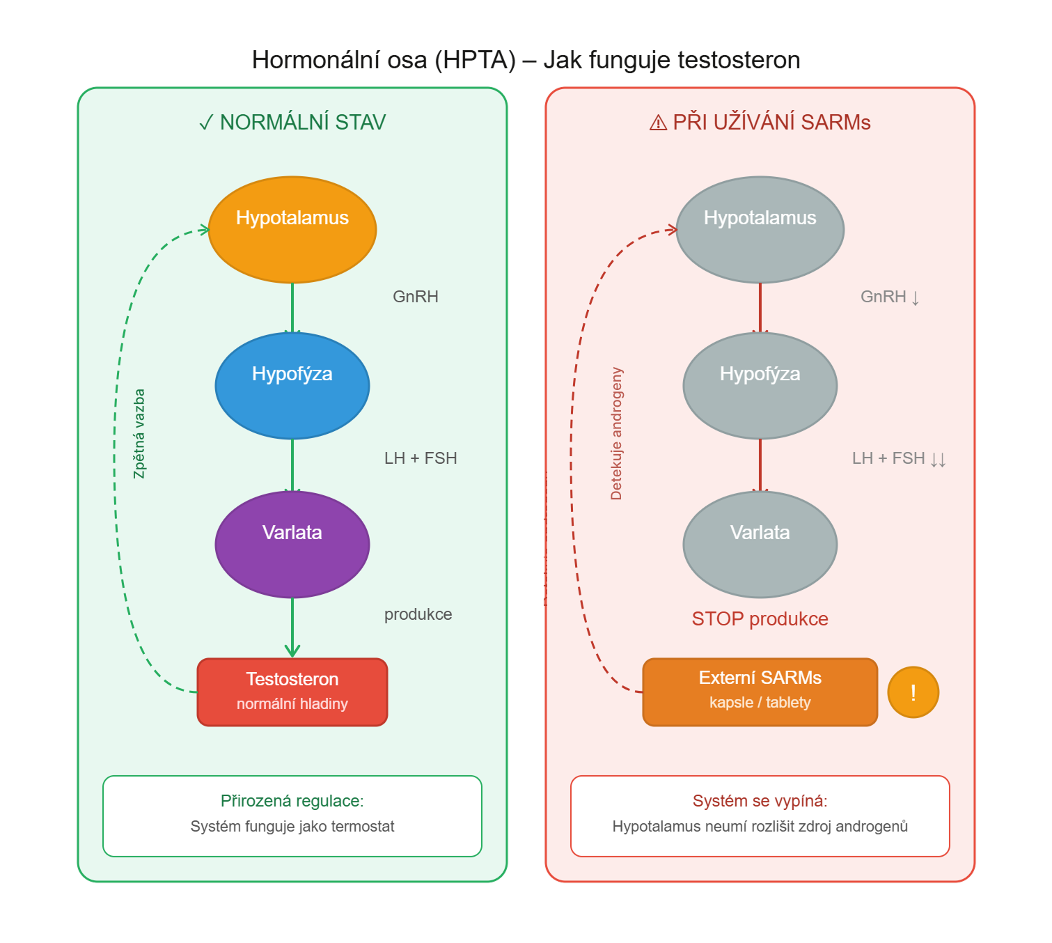 Porovnání hormonální osy HPTA v normálním stavu a při užívání SARMs