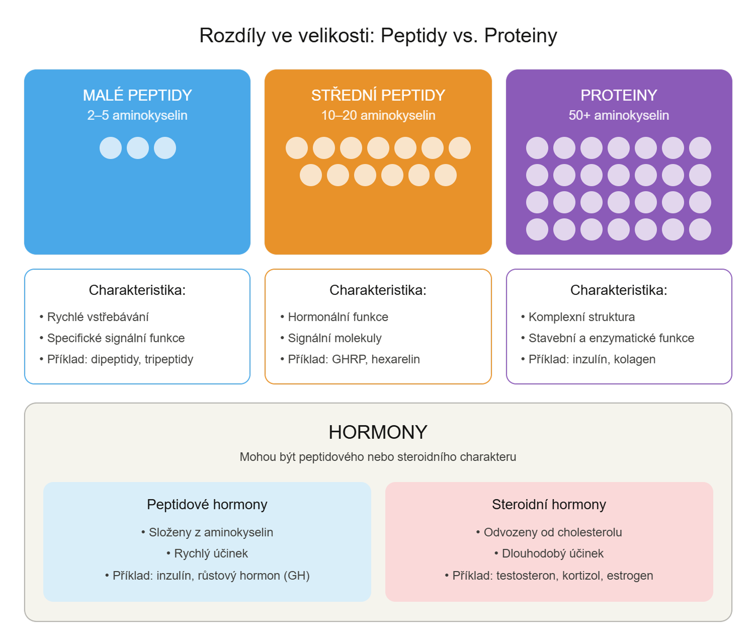 Infografika zobrazující rozdíly ve velikosti peptidů (2–5 aminokyselin), středních peptidů (15 aminokyselin) a proteinů (50+ aminokyselin)