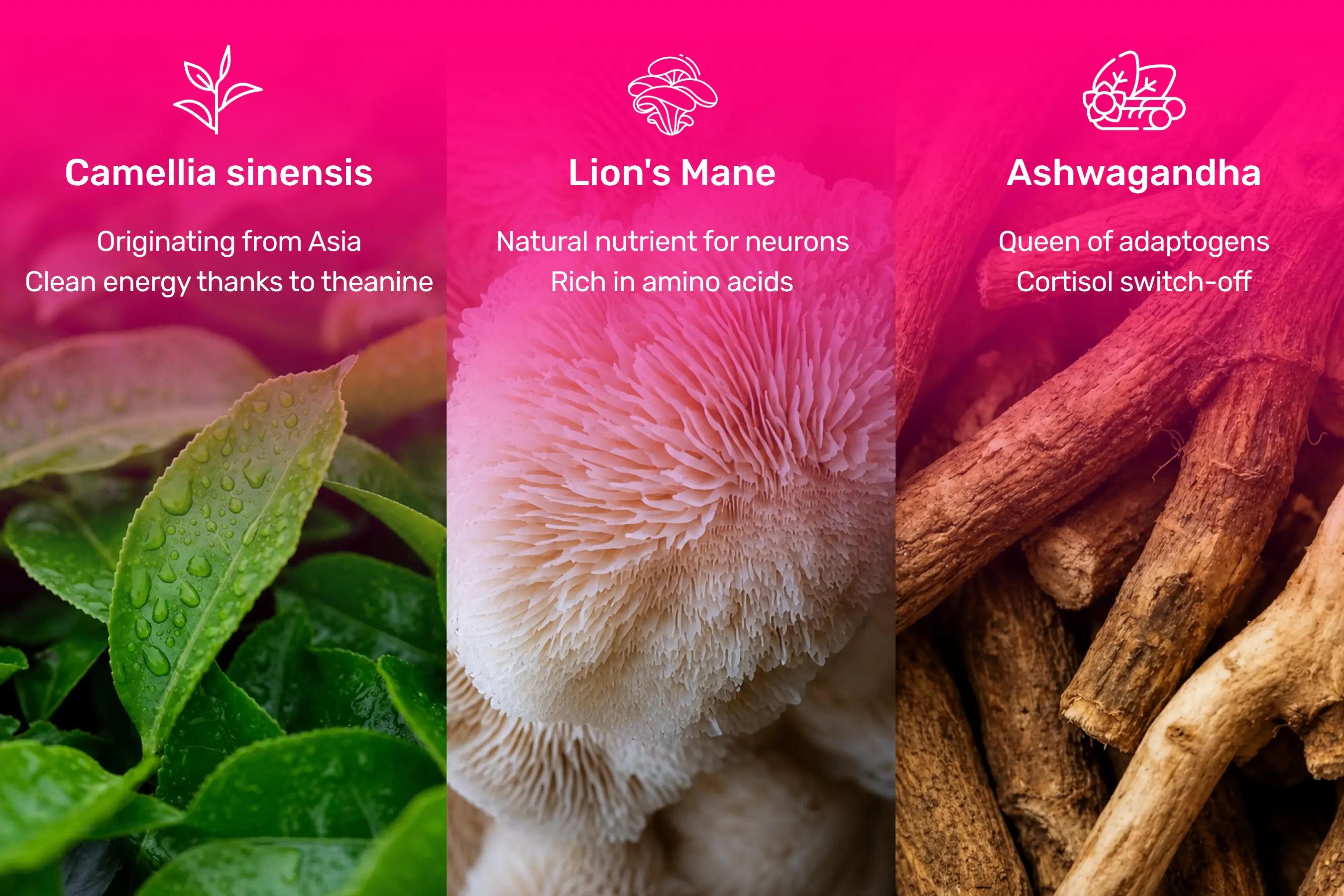kajXnmuhLXvqfc3yB7bK5gQjaH8km1-metaQm9vdHkgQm9vc3Rlcl8wMSAoMikucG5n-
